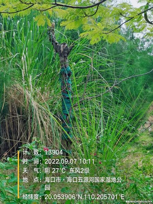 五源河国家湿地公园a段东岸步行道旁绿地内凤凰木,大叶紫薇,蓝花楹,狐