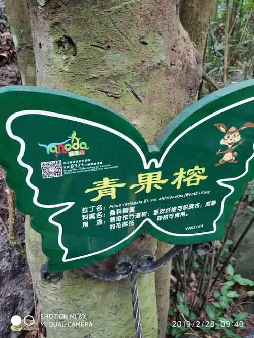 市天涯区海南省吉阳区大小洞天船舱里乘坐的渡船海口市南港码头狐尾树